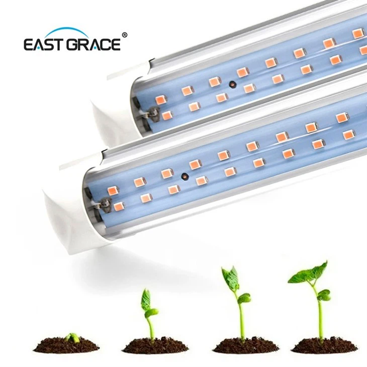 Córais Solais Fásann siad faoi Dhíon